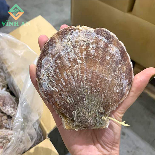 Sò điệp Nhật Bản