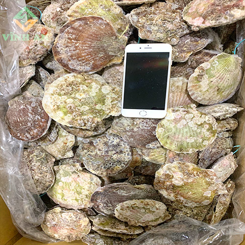 Sò điệp Nhật Bản