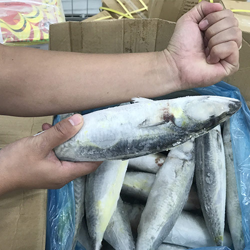 Cá thu nhập khẩu