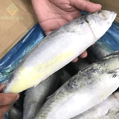 Cá thu nhập khẩu