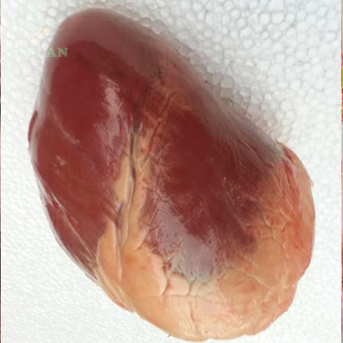 Tim Trâu Ấn Độ M83